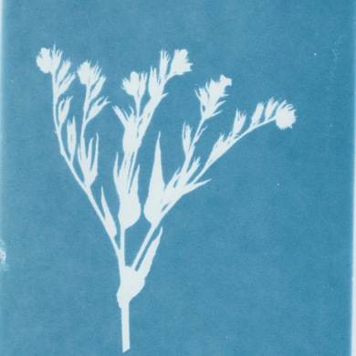 Image 2: Printed and developed cyanotype (CPC 17)